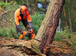 Best Commercial Tree Removal  in White Plains, NC