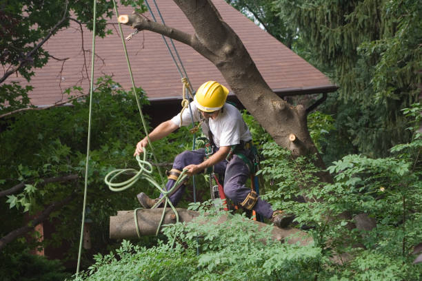  White Plains, NC Tree Removal Services Pros